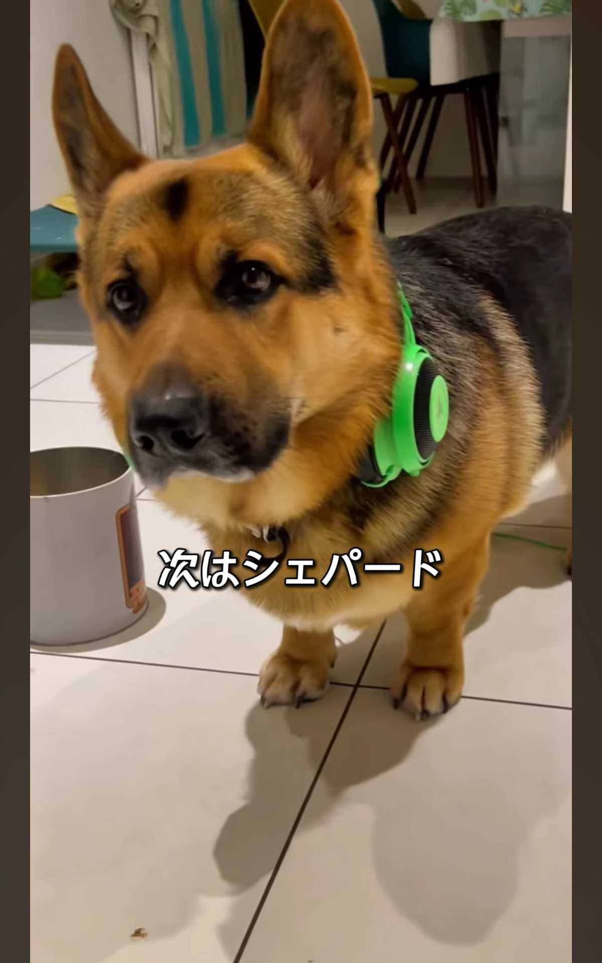 レス1番の画像2